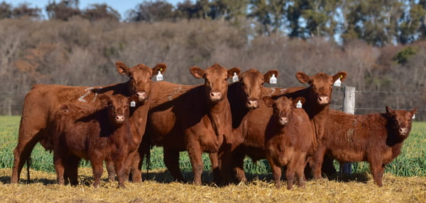 Lote VACA ANGUS PC PARIDA