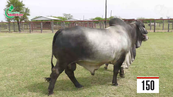 Lote Brahman