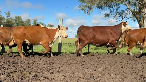 Lote 21 Vaca Consumo