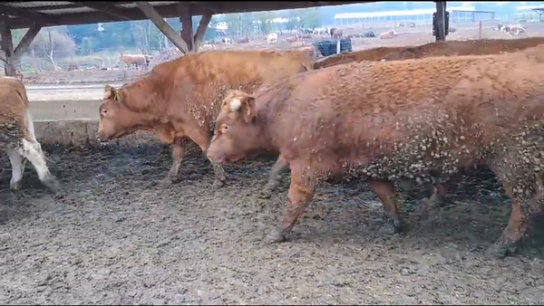 Lote 20 Novillo Gordo en Los Ángeles, VIII Región Biobío
