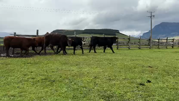 Lote 28 Novillo Engorda en Coyhaique, XI Región Aysén