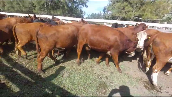 Lote 30 Vaquillonas  Angus y Hereford en Rincon del Pino