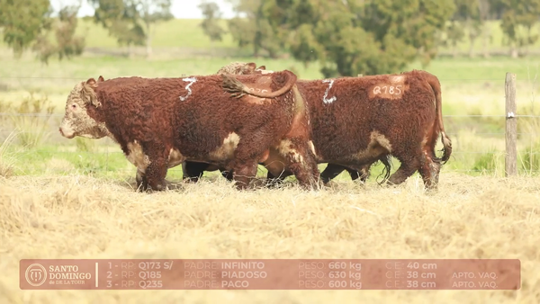 Lote ORDEN 29 TOROS DE LOTES