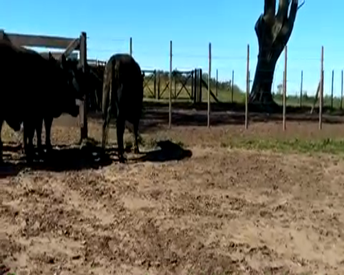 Lote 6 Vaquillonas MAS preñadas en Daireaux, Buenos Aires