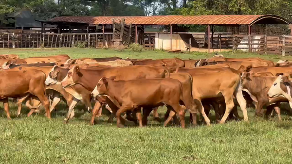 Lote 326 Novillitos en Virasoro, Corrientes