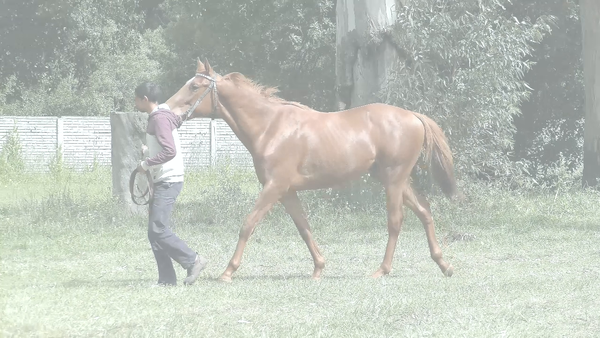 Lote DANI EL DULCE (DANIEL BOONE -  BELU LA DULCE)