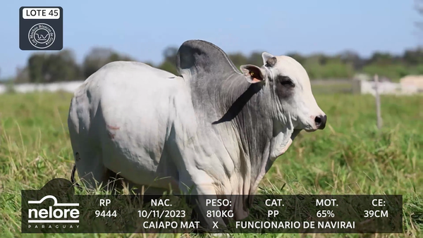Lote LOTE 45
