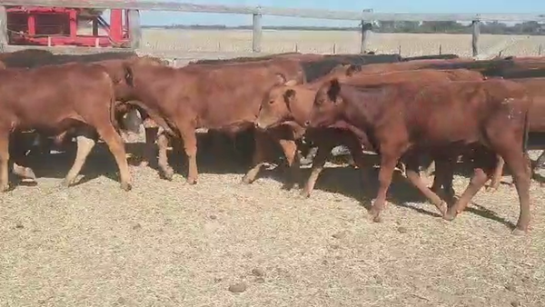 Lote 65 Terneros/as en Quimilí, Santiago del Estero