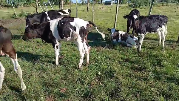 Lote 15 Terneros, San José