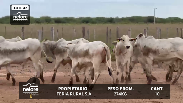 Lote LOTE 42