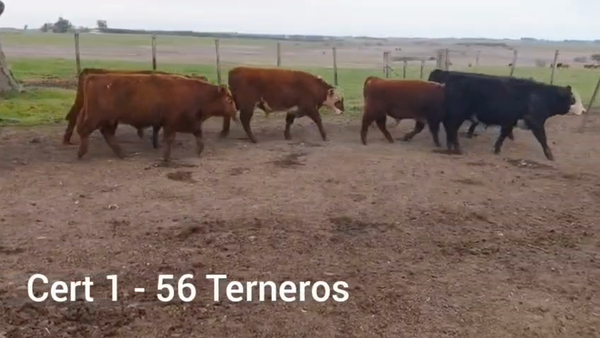 Lote TERNEROS