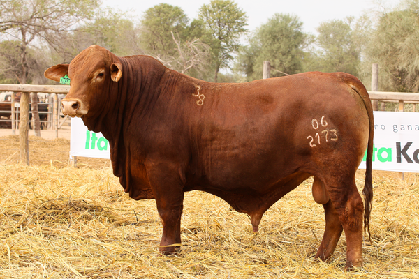 Lote LOTE 69