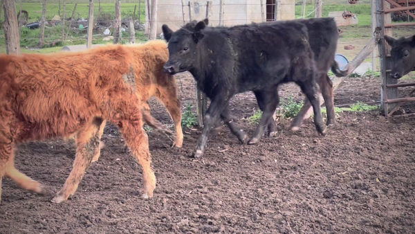 Lote 10 Terneros en Brandsen, Buenos Aires