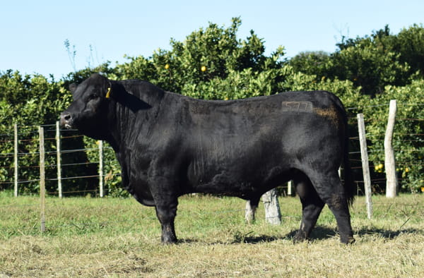 Lote 577 COURAGE ZORZAL (negro)