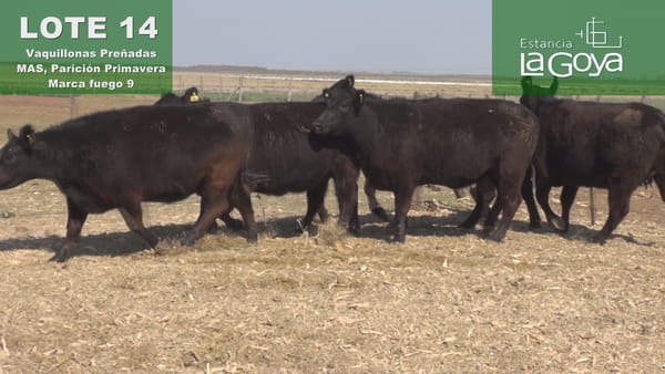 Lote VAQUILLONAS PREÑADAS MAS PARICIÓN PRIMAVERA