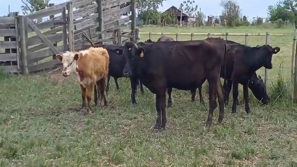 Lote (Vendido)8 Novillos 1 a 2 años AA/ HO - 1 HE - 1 HO 210kg - , Colonia