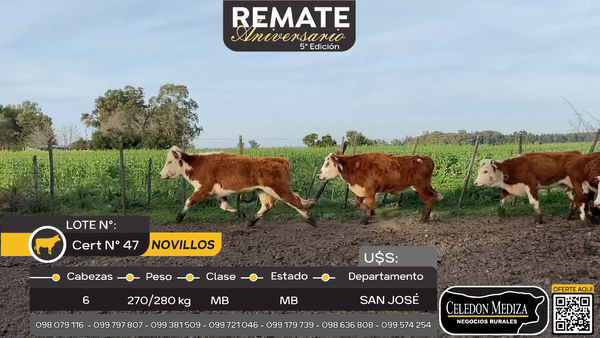 Lote 6 Novillos en San José , San José