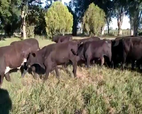 Lote 200 Terneros en Gral. San Martín, Chaco