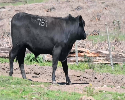 Lote TORO 751