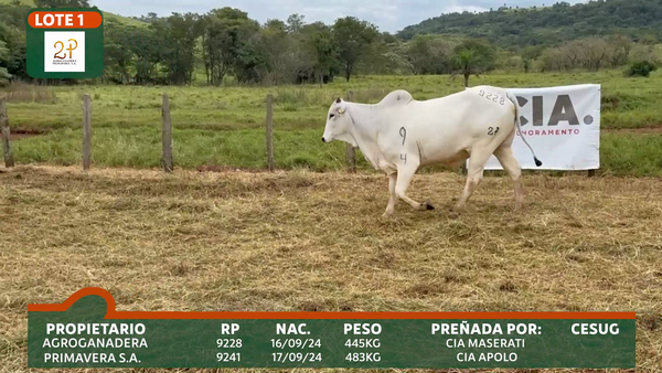 Lote 2P PRIMAVERA