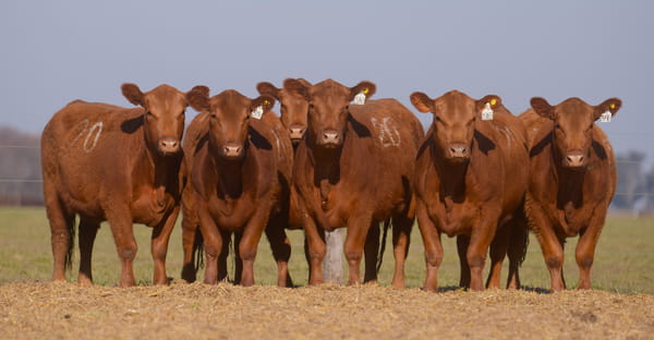 Lote VAQUILLONAS ANGUS PC PARICION OTOÑO