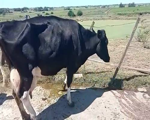 Lote (Vendido)Vacas de Invernada HOLANDO 460kg -  en CARRETA QUEMADA