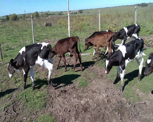 Lote Terneros