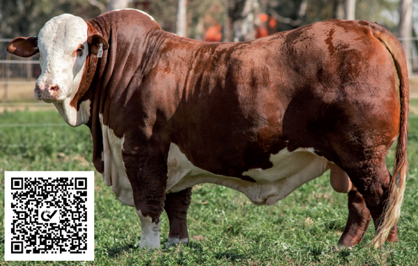 Lote Toro Braford -  Los Charabones