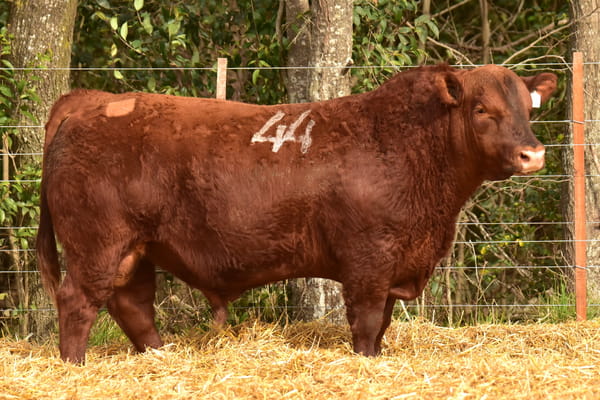 43364 — TOROS ANGUS PC