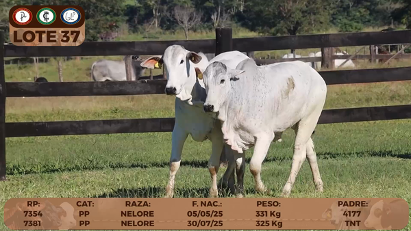 Lote LOTE 37- RESERVA DE CABAÑA