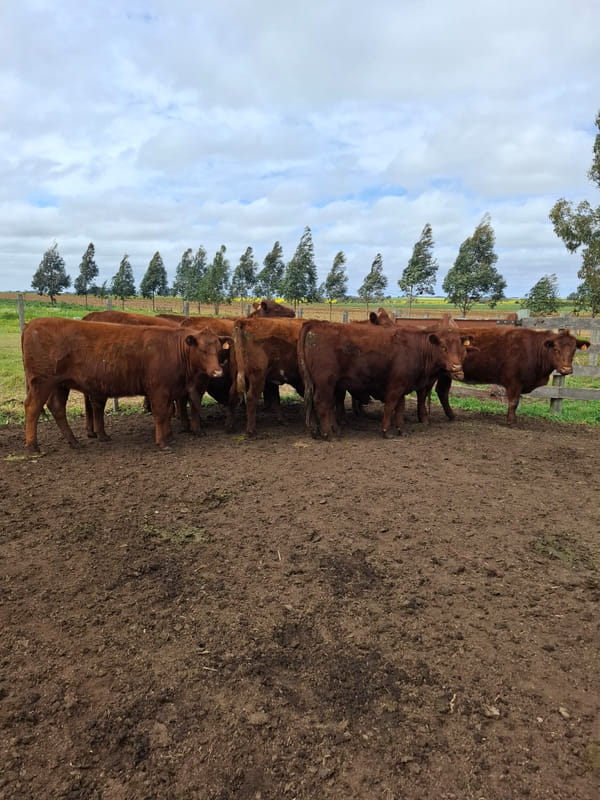 Lote Santa Cecilia