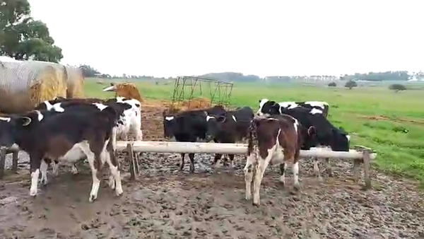 Lote 15 Terneros HOLANDO 100kg - , San José