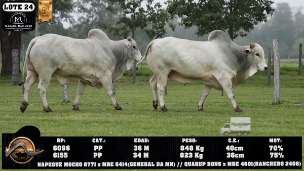 Lote LOTE 24