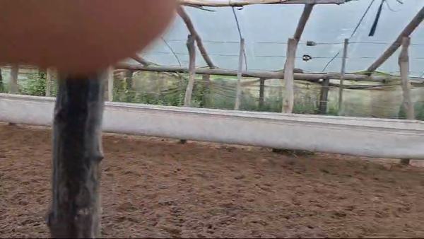 Lote 117 Terneros/as