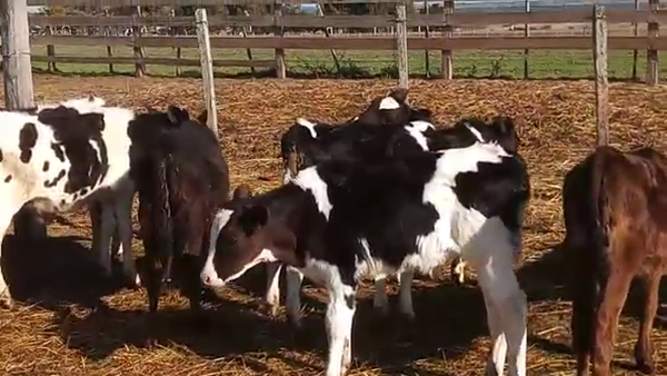 Lote 16 Terneros y Terneras 80kg - , San José