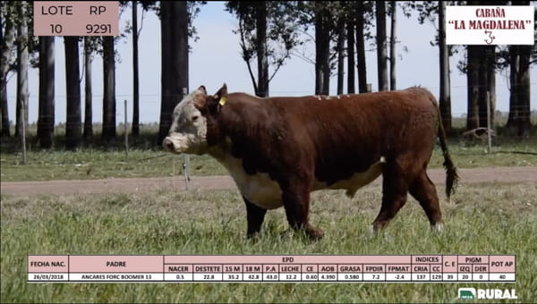Lote Toros POLLED HEREFORD PI RP 9291 9408 9563