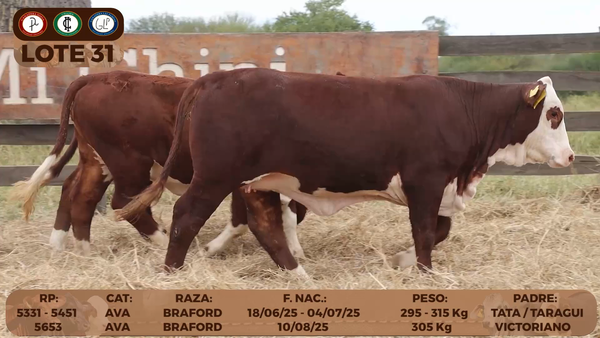 Lote LOTE 31