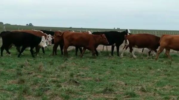 Lote 7 VACAS ENTORADAS