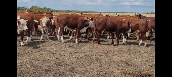 Lote 67 Terneros/as en Villaguay, Entre Ríos