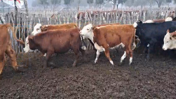 Lote 70 Terneros