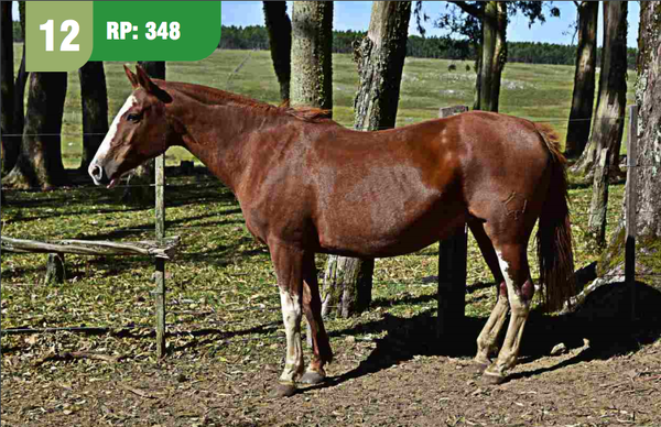Lote Presumida curteador