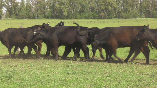 Lote 15 Vaquillonas C/ gtia de preñez en Lincoln, Buenos Aires