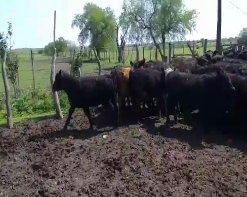Lote 85 Terneras en Villaguay, Entre Ríos