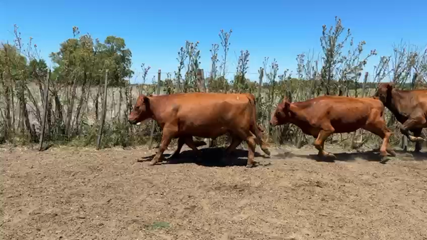 Lote NOVILLOS 1 a 2 AÑOS