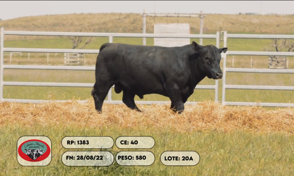 Lote 2 Toros, Artigas