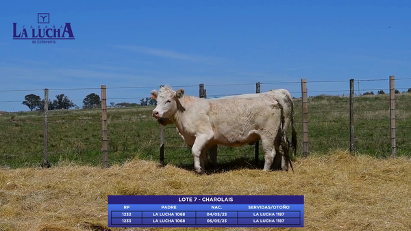 Lote CHAROLAIS