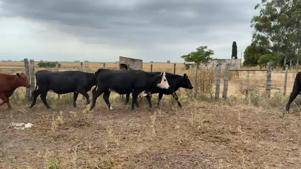 Lote VAQUILLONAS 1 a 2 AÑOS