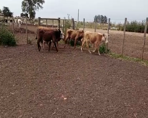 Lote (Vendido)5 Terneros CRUZA 130kg -  en LIBERTAD