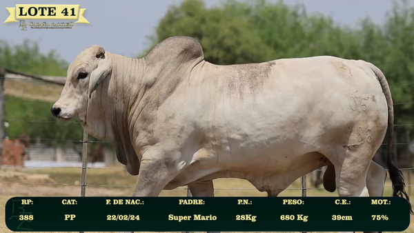 Lote LOTE 41