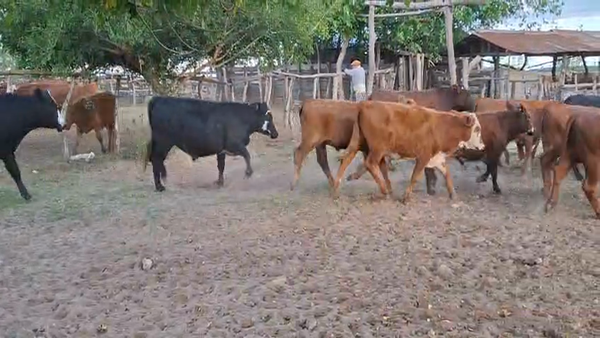 Lote 62 Novillitos